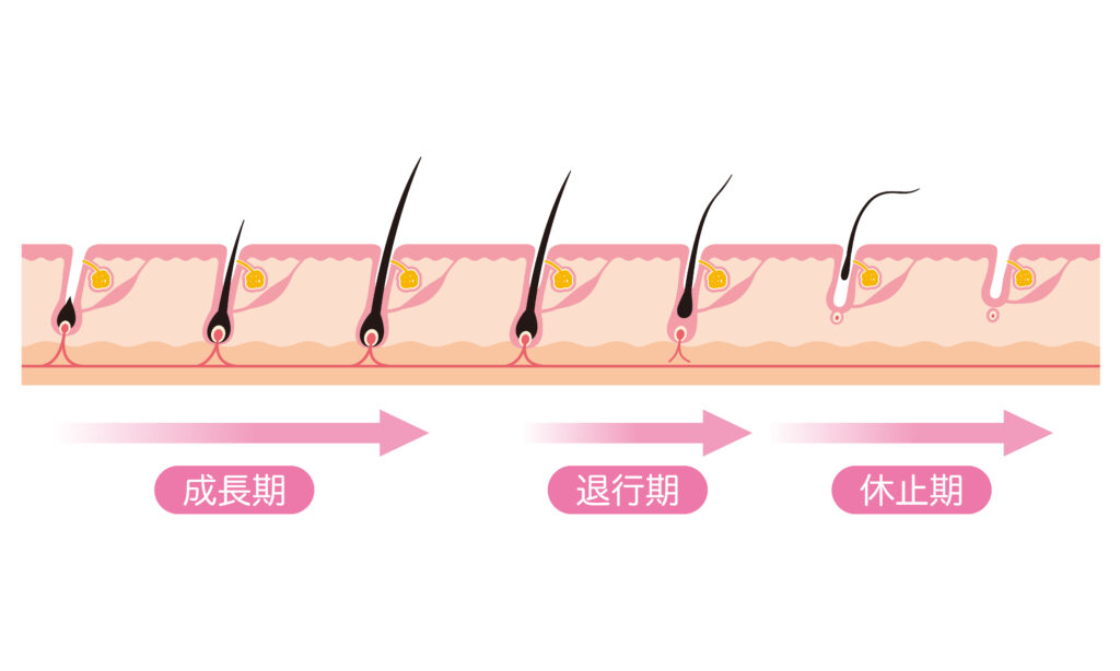 女性の育毛について